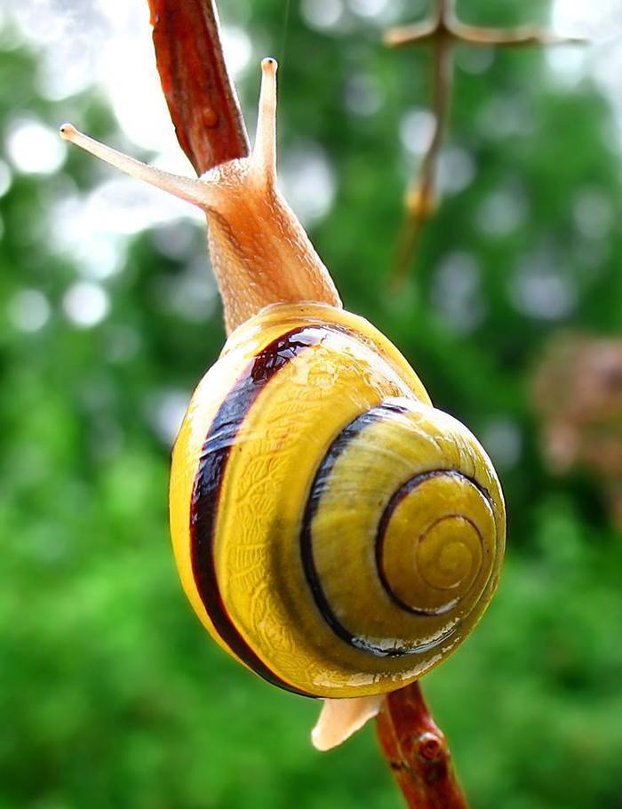 世界上“最漂亮”的蜗牛，蜗牛壳色彩斑斓，如今却即将灭绝！