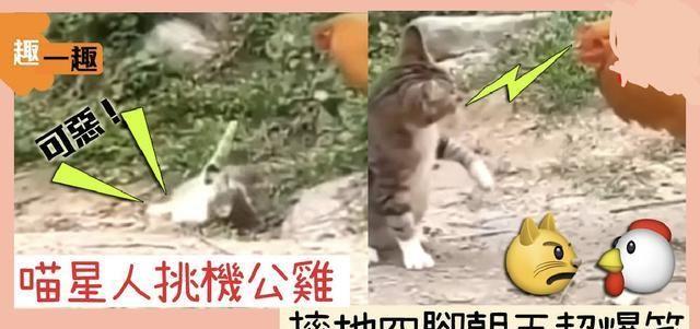 「趣一趣」猫星人大战公鸡猫爪不敌铁嘴功霸气尽失被KO