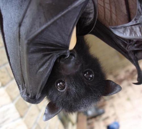 蝙蝠母子之间是用超声波交流的吗？它们是如何识别自己孩子的？