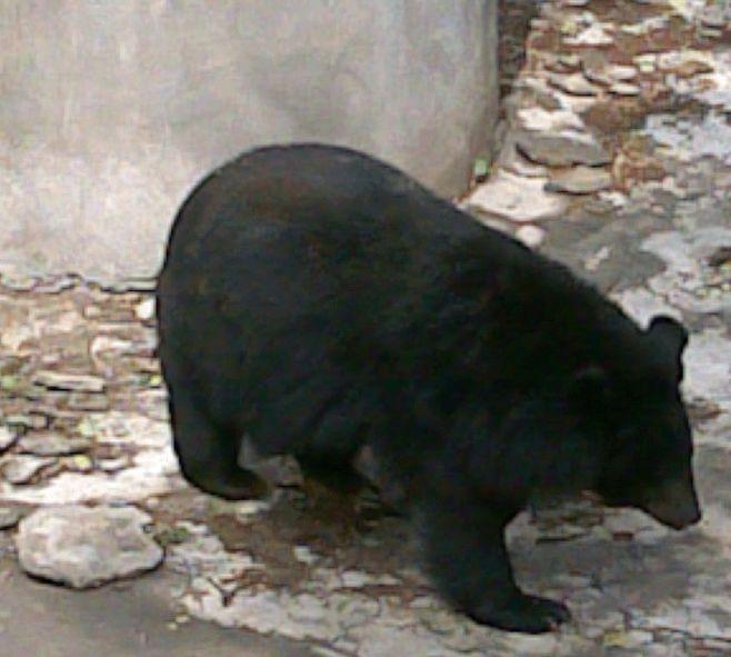 黑熊的头部又宽又圆，顶着两只圆圆的大耳朵，形状颇似米老鼠