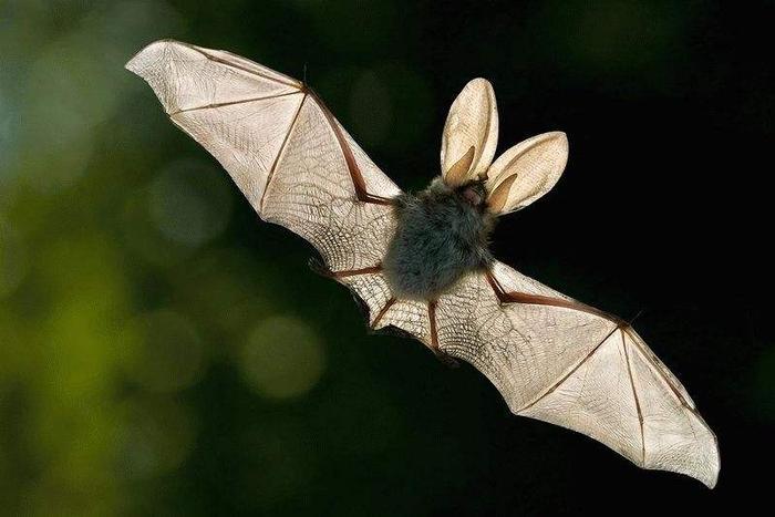 蝙蝠母子之间是用超声波交流的吗？它们是如何识别自己孩子的？