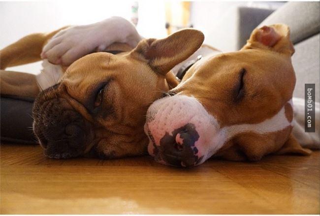 21个理由证明斗牛犬，是世界上最适合抱着睡的动物，它们可爱绝对
