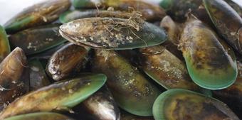 怪异！50万贝壳死在新西兰海滩，专家：全球变暖将其“煮熟”！