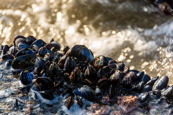 怪异！50万贝壳死在新西兰海滩，专家：全球变暖将其“煮熟”！