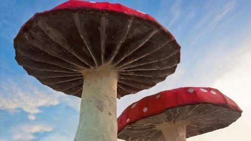 世界上最大的蘑菇，相当于1665个足球场，重量超过100吨！