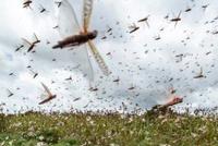 粮食危机！专家预警6月蝗虫“增加400倍” 别不把它当回事！