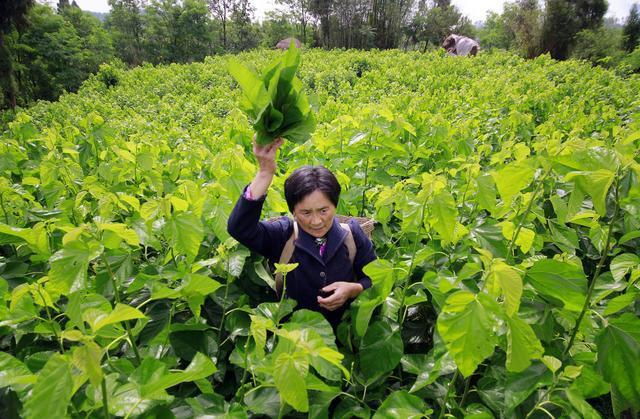 桑叶不同阶段的生长特点，以及采收方法有哪些？