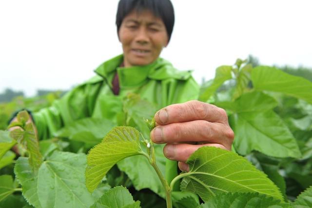 桑叶不同阶段的生长特点，以及采收方法有哪些？