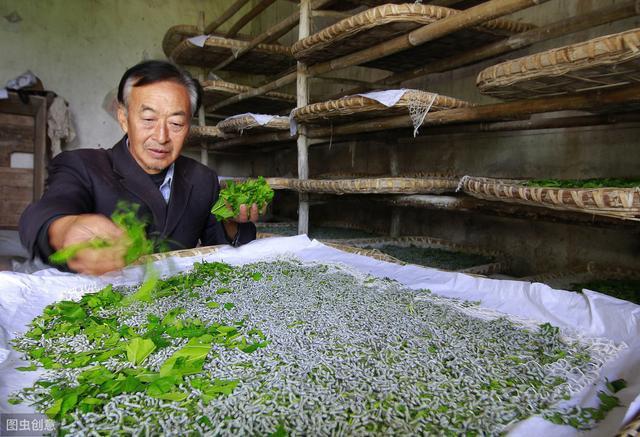 桑叶不同阶段的生长特点，以及采收方法有哪些？