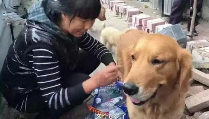 流浪狗狗被女子收养后，帮主人收集废瓶谋生，朋友都夸狗狗很聪明