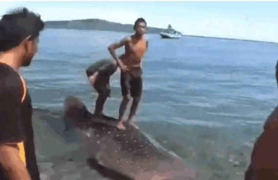 男子在海边冲，当看到他脚下的“冲浪板，众人不淡定啦