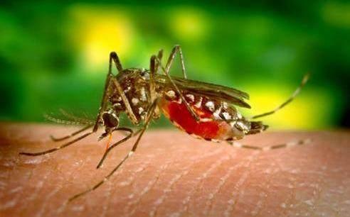 蚊子最怕4种植物，不用驱蚊水，不用挂蚊帐，驱蚊杀虫效果好
