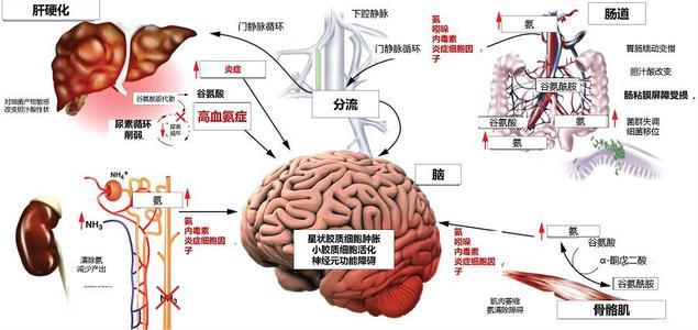 乙肝不同转归方向，避免活动性肝炎，重视年龄和贫血表现