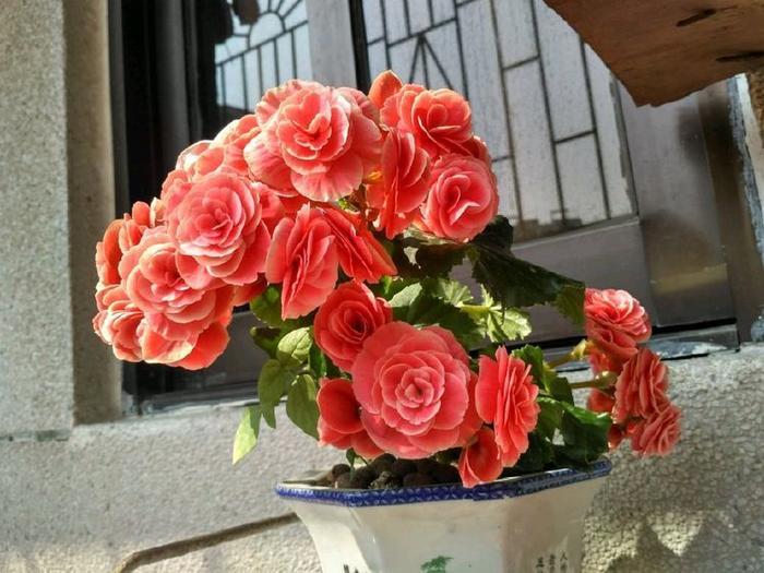 养“高档品种”艾帕索玫瑰，花色橙黄，高端大气