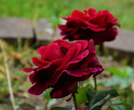 适合盆栽的4款“玫瑰花”，花姿鲜丽娇媚，花香芳香醉人，美极了