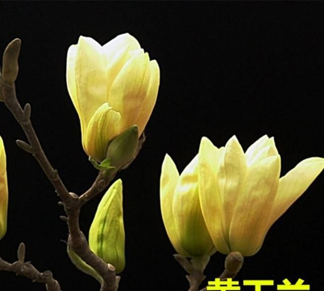 [转载]【原创】读诗人墨缘诗情《七律·咏玉兰花(平水韵)》有感