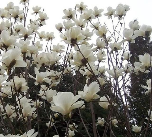 [转载]【原创】读诗人墨缘诗情《七律·咏玉兰花(平水韵)》有感