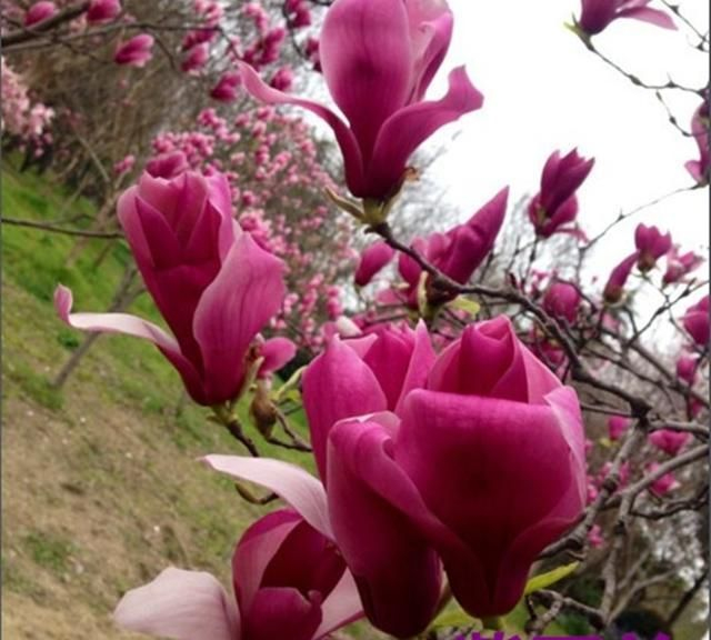 [转载]【原创】读诗人墨缘诗情《七律·咏玉兰花(平水韵)》有感