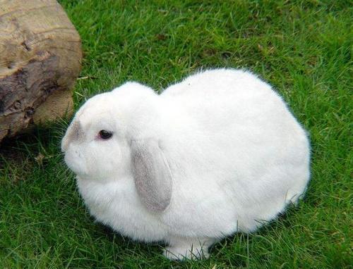 心理测试：选一只最可爱的兔子，测近期会有什么好事找上你