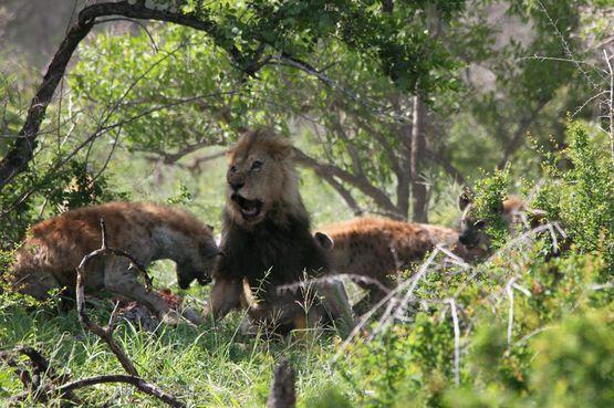 雄狮藏在树林里偷偷吃肉，突然被它一口咬住，这一下雄狮爆发了