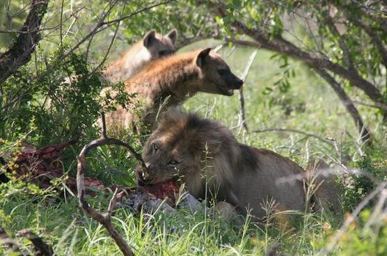 雄狮藏在树林里偷偷吃肉，突然被它一口咬住，这一下雄狮爆发了