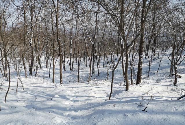 冬日的北京，下过雪，美的像雪乡一样