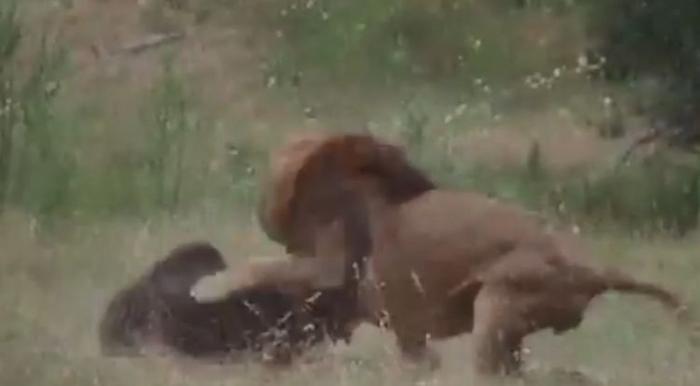 庞大黑熊大战雄狮，想用熊掌致命一击，却差点被狮子一口咬喉身亡