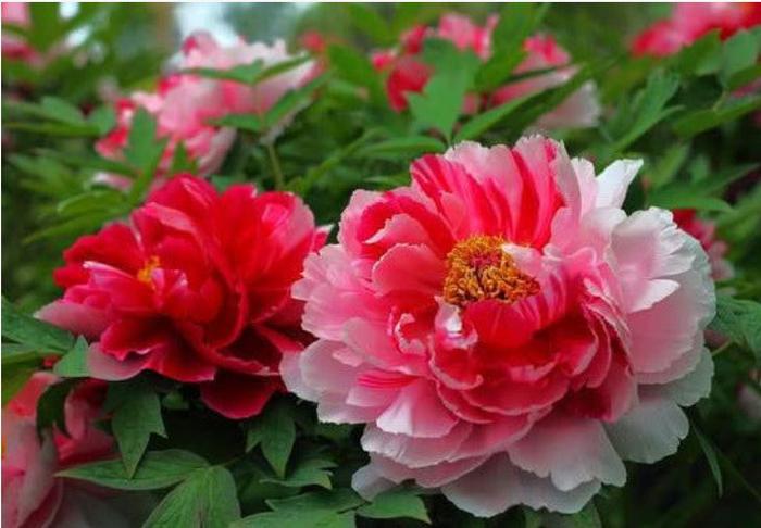“4种”牡丹花，国色天香，雍容华贵，惹人喜爱，可全年循环开花