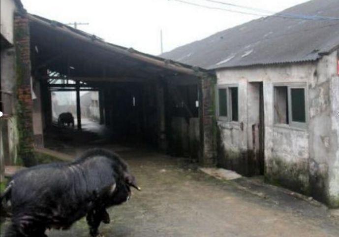 13年生2万个娃的“高产母猪”，被称“中国最牛”猪，现状如何