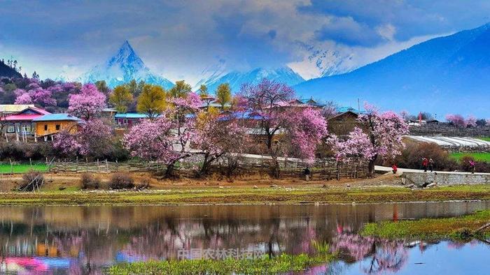 中国最美的春天嘎拉桃花村！一县一品，西藏林芝巴宜区特产核桃