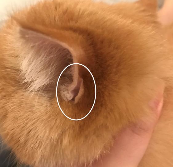 所有猫咪都有4只耳朵你知道吗？虽然位置十分隐蔽，作用却不小