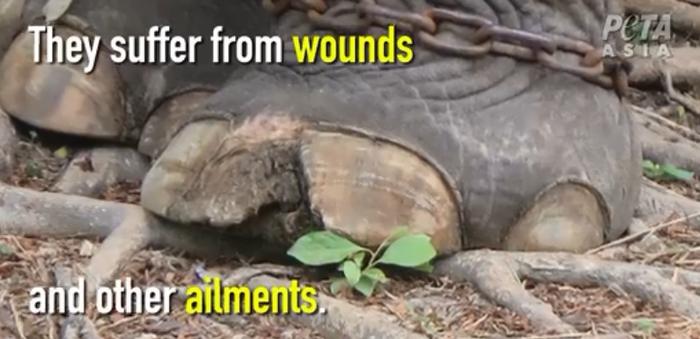 泰国小象被当成讨钱的工具，四条腿被拴住，当局称没有理由起诉