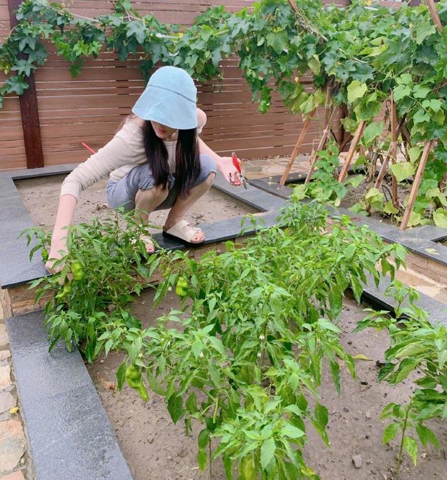 张馨予豪宅小院曝光，种满水果和蔬菜，她转行做农夫下地摘果实