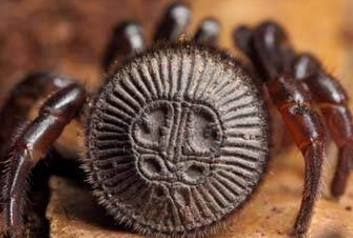 男子迁坟时，挖掘到一枚古钱币，看清真面目后令其后背发凉