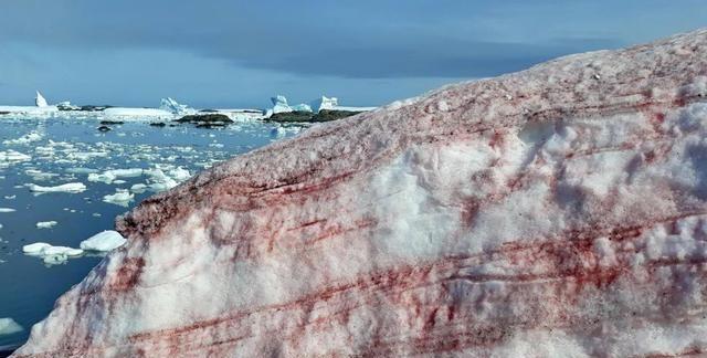 幽灵般的“血雪”入侵南极岛，是奇观，还是带着血色的警告？