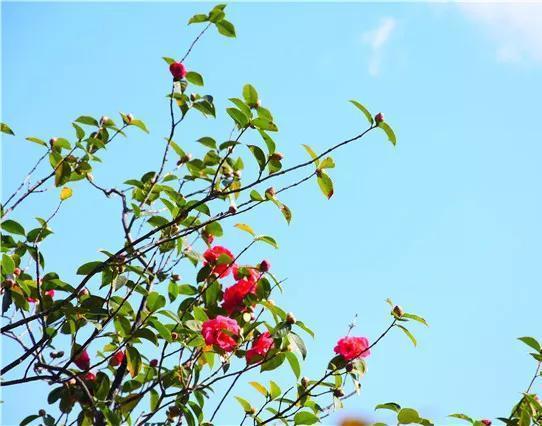 丽江玉峰寺万朵茶花的“照殿红”奇景，你见过吗？