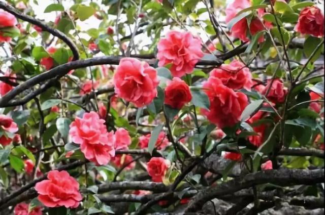 丽江玉峰寺万朵茶花的“照殿红”奇景，你见过吗？