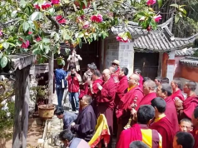 丽江玉峰寺万朵茶花的“照殿红”奇景，你见过吗？