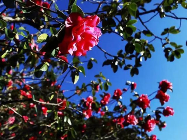 丽江玉峰寺万朵茶花的“照殿红”奇景，你见过吗？