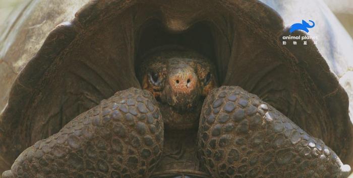 专家勇闯活火山　成功发现消失了112年的费南迪纳巨陆龟
