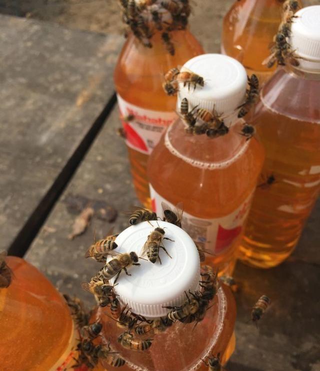 如何鉴别真假蜂蜜？蜂农教我5招，只需一杯水，假蜂蜜原形毕露