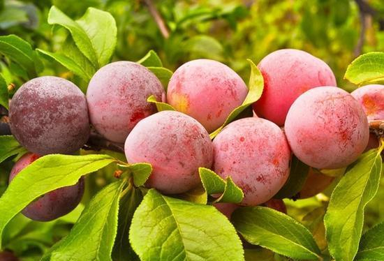 李子不能和什么一起吃 这些食物和李子相克