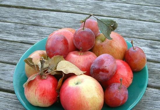 李子不能和什么一起吃 这些食物和李子相克