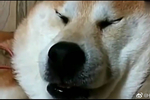 萌萌哒的柴犬表情包第五弹