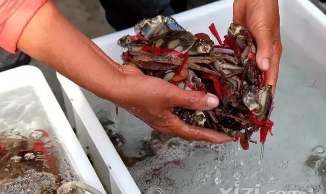 行走大亚湾澳头渔人码头，带你逛热闹的海味街、捞扎扎跳的海鲜！