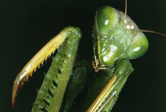 地球上的螳螂超过2千种，最大的超过20厘米，可以捕猎小型鸟类