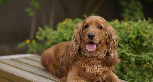 养什么样的狗狗最好？十大最好养的狗排名！又萌又可爱，你喜欢吗