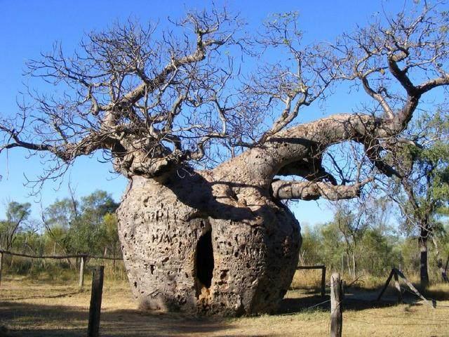 世界各地最“奇怪”的树，图1的树在中国，被称为生命的奇迹！