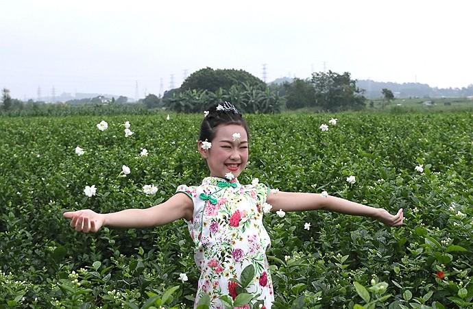 实拍：徜徉在茉莉花海里的小美女