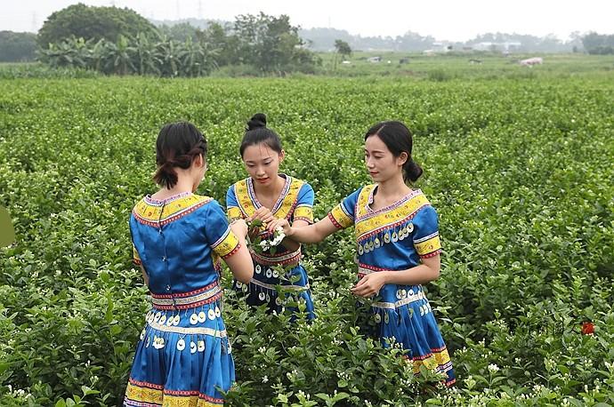 实拍：徜徉在茉莉花海里的小美女